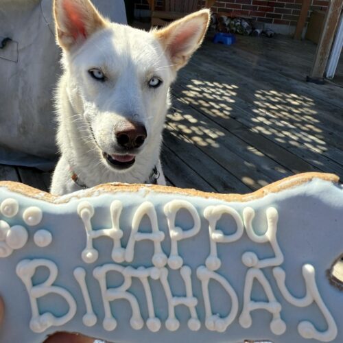 WinterBlue, an adoptable Husky, Mixed Breed in Hawkestone, ON, L0L 1T0 | Photo Image 4