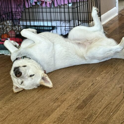 WinterBlue, an adoptable Husky, Mixed Breed in Hawkestone, ON, L0L 1T0 | Photo Image 5