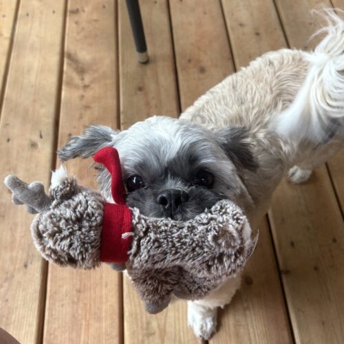 Dexter, an adoptable Shih Tzu, Miniature Poodle in Hawkestone, ON, L0L 1T0 | Photo Image 1