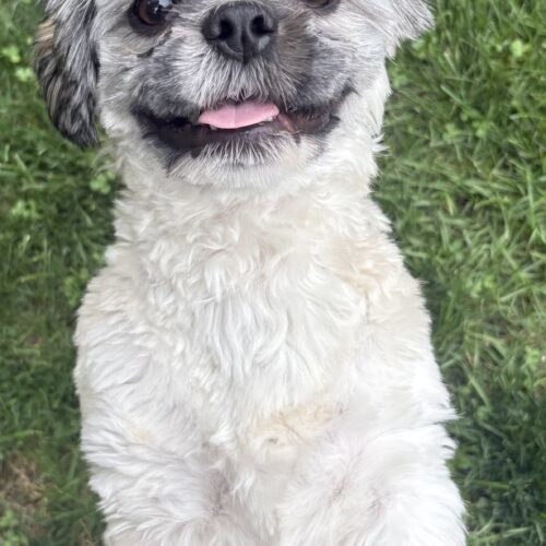 Dexter, an adoptable Shih Tzu, Miniature Poodle in Hawkestone, ON, L0L 1T0 | Photo Image 2