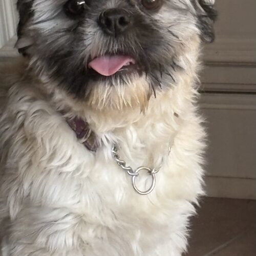 Dexter, an adoptable Shih Tzu, Miniature Poodle in Hawkestone, ON, L0L 1T0 | Photo Image 3