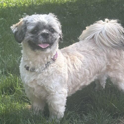 Dexter, an adoptable Shih Tzu, Miniature Poodle in Hawkestone, ON, L0L 1T0 | Photo Image 4