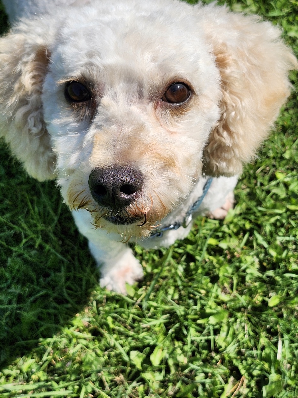 Cinnamon, an adoptable Miniature Poodle, Mixed Breed in Hawkestone, ON, L0L 1T0 | Photo Image 1