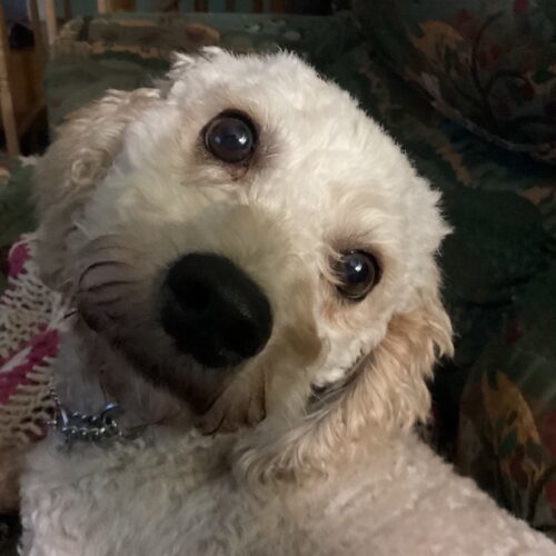 Cinnamon, an adoptable Miniature Poodle, Mixed Breed in Hawkestone, ON, L0L 1T0 | Photo Image 2