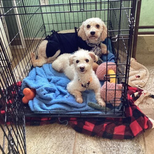 Cinnamon, an adoptable Miniature Poodle, Mixed Breed in Hawkestone, ON, L0L 1T0 | Photo Image 3