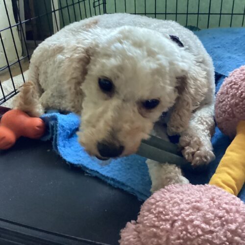 Cinnamon, an adoptable Miniature Poodle, Mixed Breed in Hawkestone, ON, L0L 1T0 | Photo Image 4