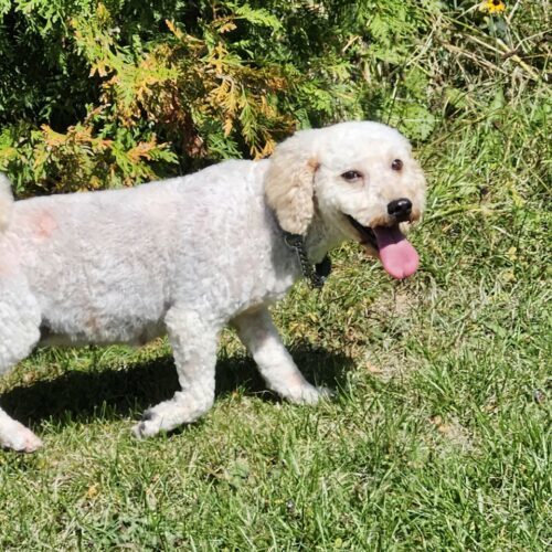 Cinnamon, an adoptable Miniature Poodle, Mixed Breed in Hawkestone, ON, L0L 1T0 | Photo Image 5
