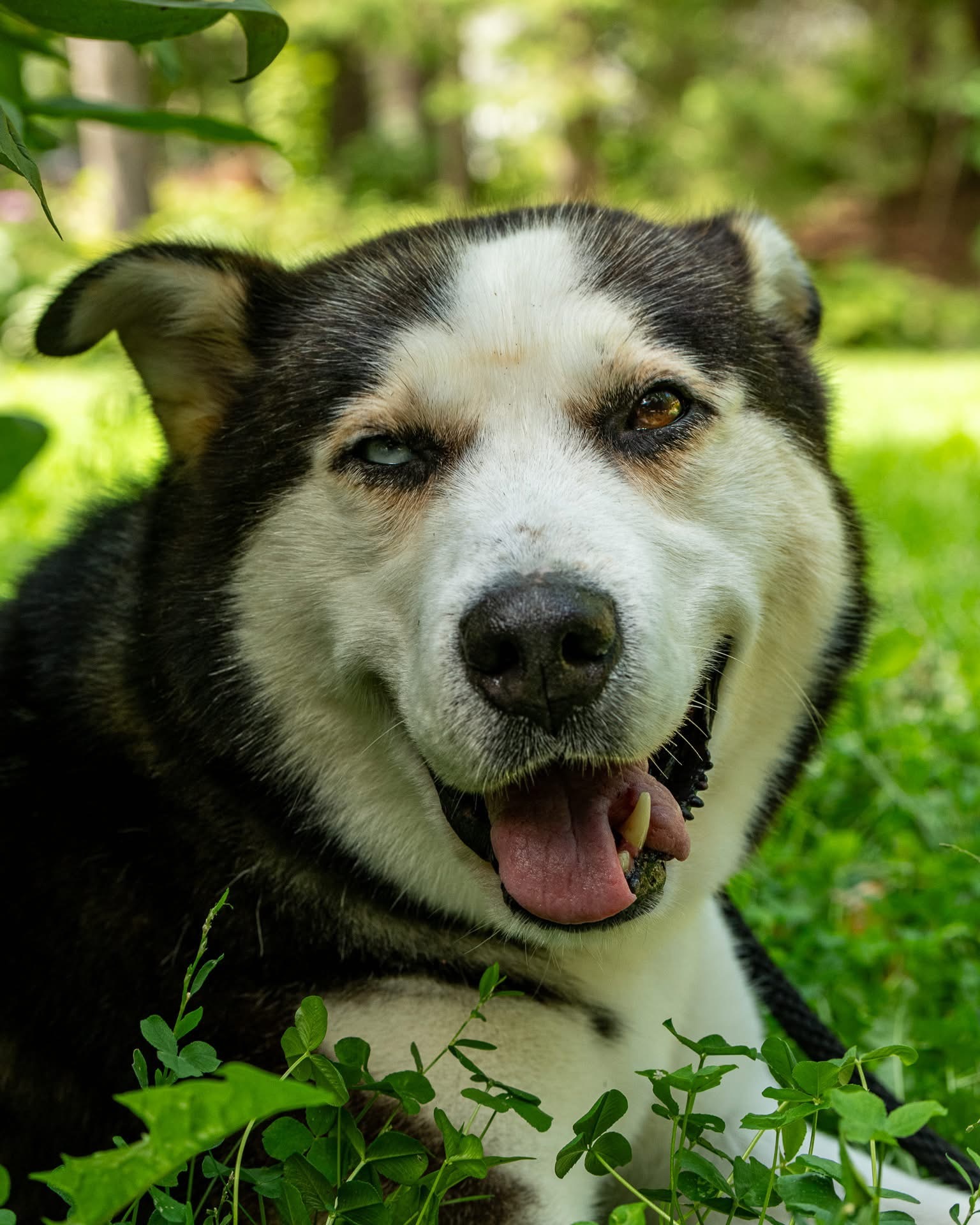 Nash, an adoptable Alaskan Malamute, Mixed Breed in Hawkestone, ON, L0L 1T0 | Photo Image 1