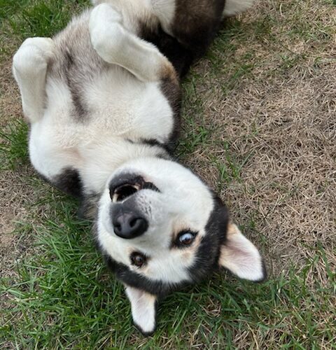 Nash, an adoptable Alaskan Malamute, Mixed Breed in Hawkestone, ON, L0L 1T0 | Photo Image 2