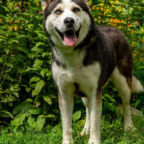 Nash, an adoptable Alaskan Malamute, Mixed Breed in Hawkestone, ON, L0L 1T0 | Photo Image 3