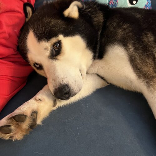 Nash, an adoptable Alaskan Malamute, Mixed Breed in Hawkestone, ON, L0L 1T0 | Photo Image 4