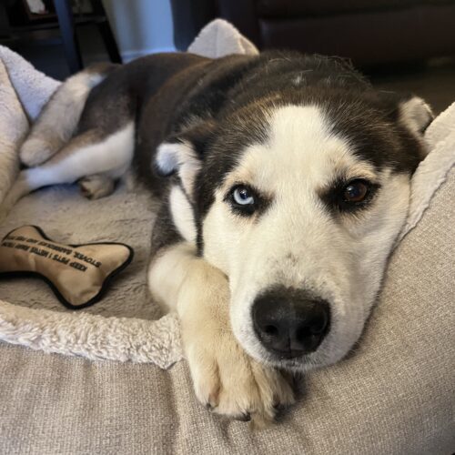Nash, an adoptable Alaskan Malamute, Mixed Breed in Hawkestone, ON, L0L 1T0 | Photo Image 5