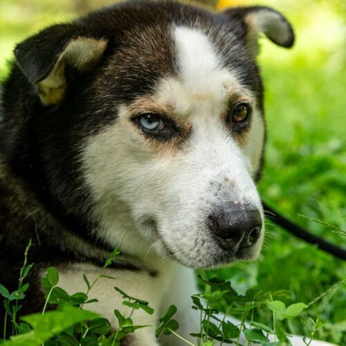 Nash, an adoptable Alaskan Malamute, Mixed Breed in Hawkestone, ON, L0L 1T0 | Photo Image 6