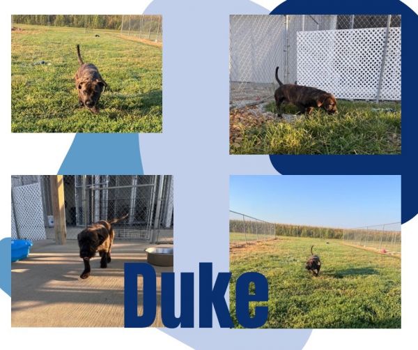 Duke photo 1