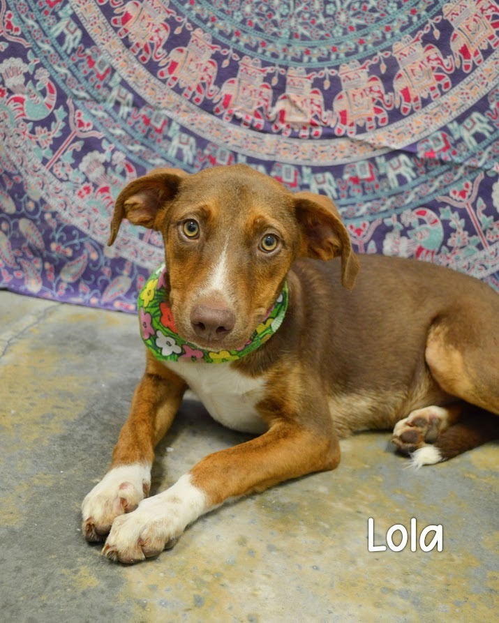 Lola