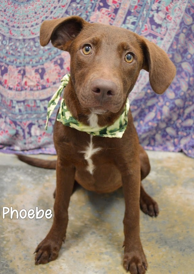 Phoebe