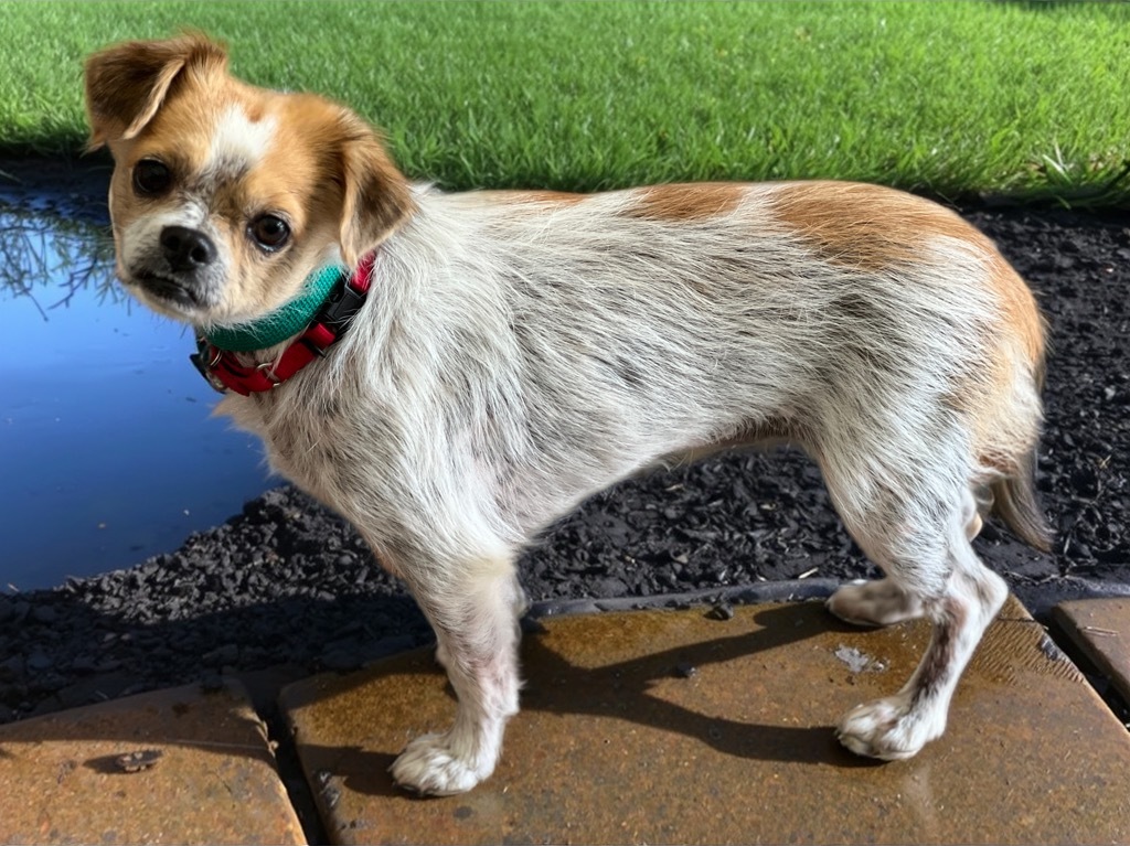 Rain, an adoptable Pekingese, Chihuahua in Dalton, GA, 30721 | Photo Image 1