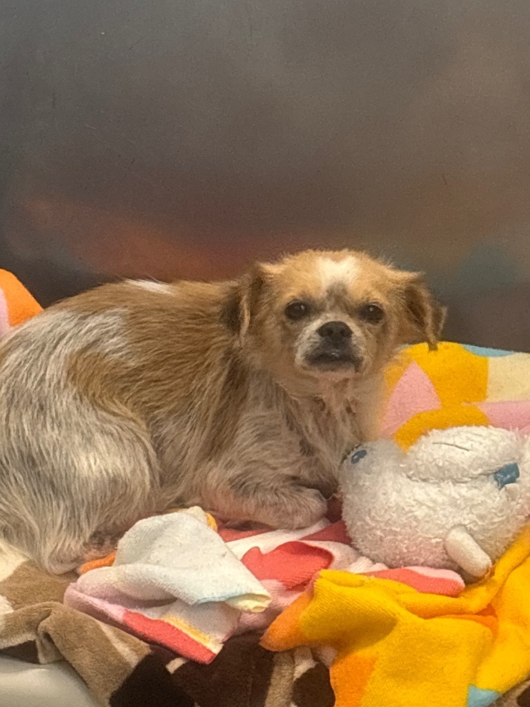 Rain, an adoptable Pekingese, Chihuahua in Dalton, GA, 30721 | Photo Image 2