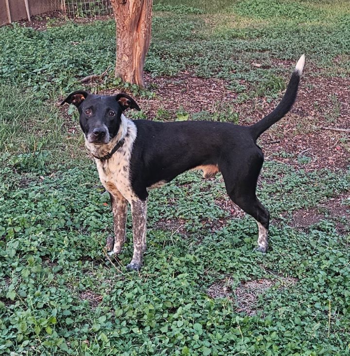 Striker (Courtesy) 1