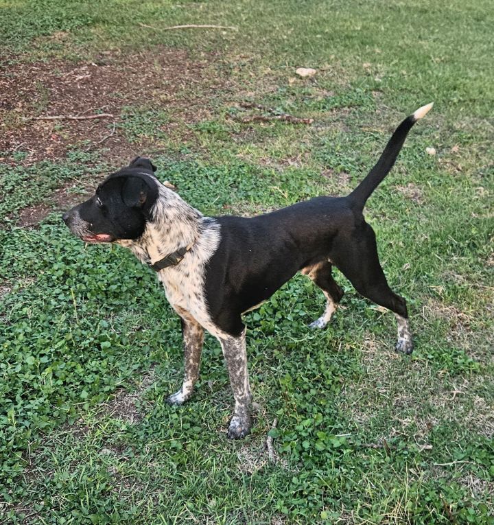 Striker (Courtesy) 2