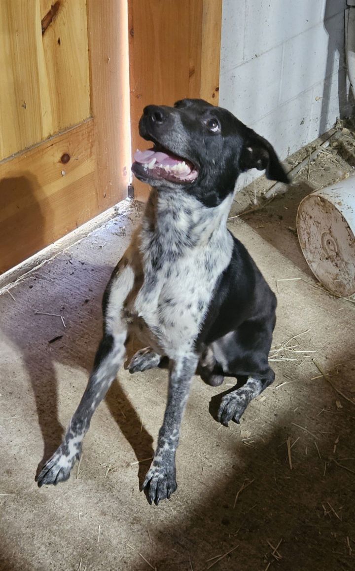 Striker (Courtesy) 3