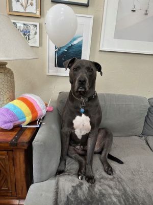 Saranac - aka "Snacks" (Courtesy)