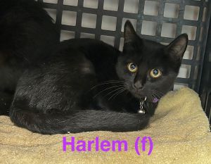 Harlem
