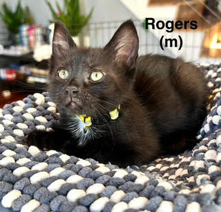 Rogers 1