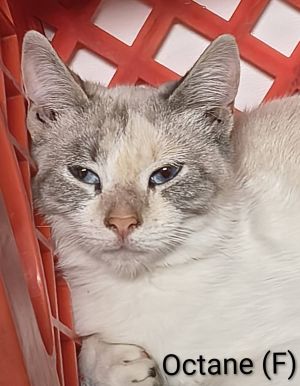Octane
