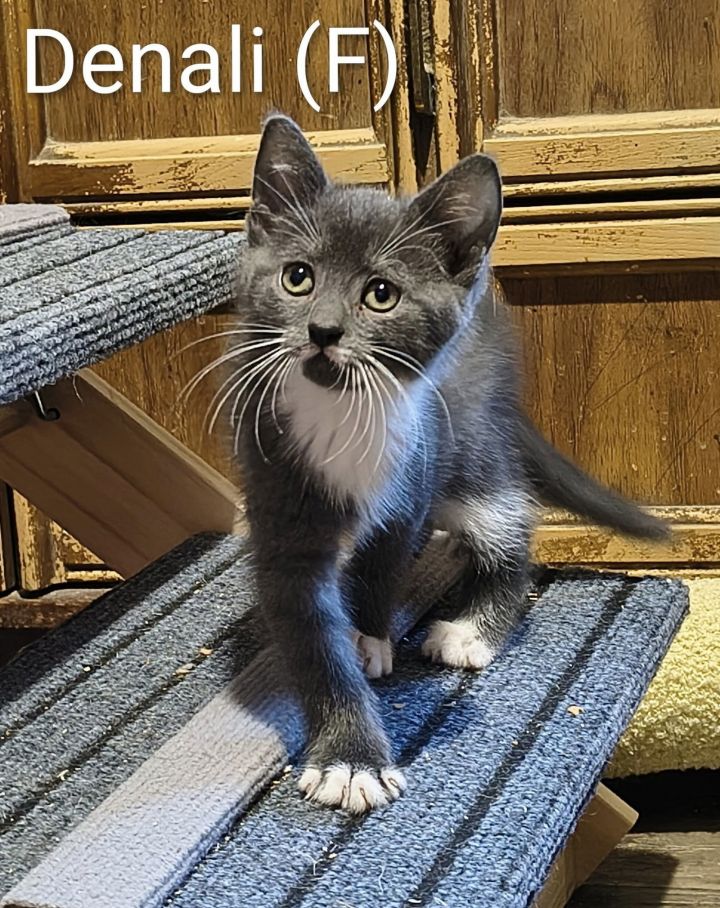 Denali 1