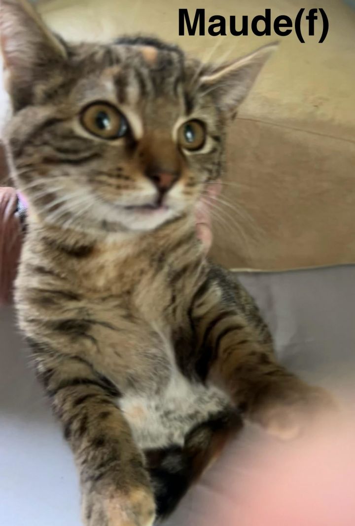 Maude 2