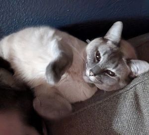 SMOKIE #1727 - Offered by Owner - Lynx Pt.Siamese