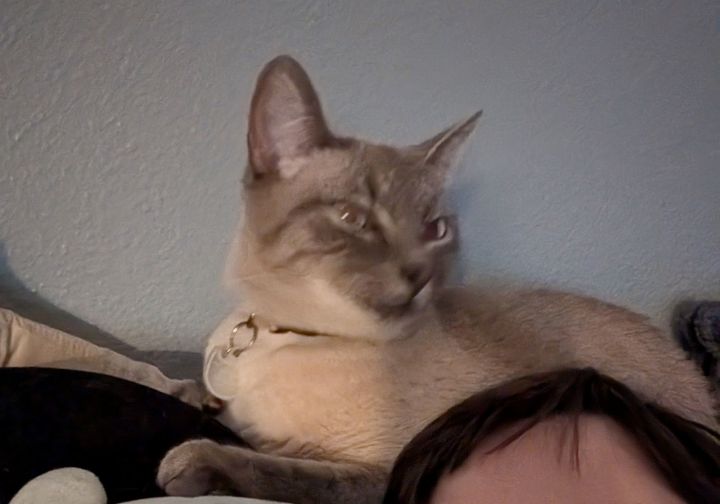 SMOKIE #1727 - Offered by Owner - Lynx Pt.Siamese 2