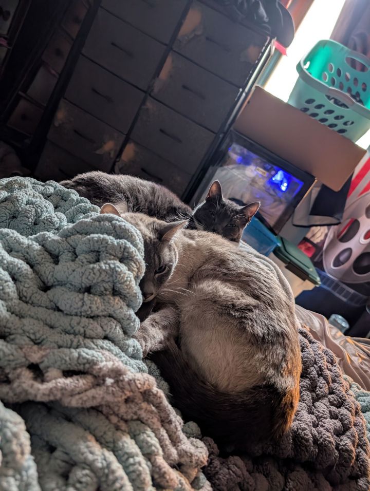 SMOKIE #1727 - Offered by Owner - Lynx Pt.Siamese 3