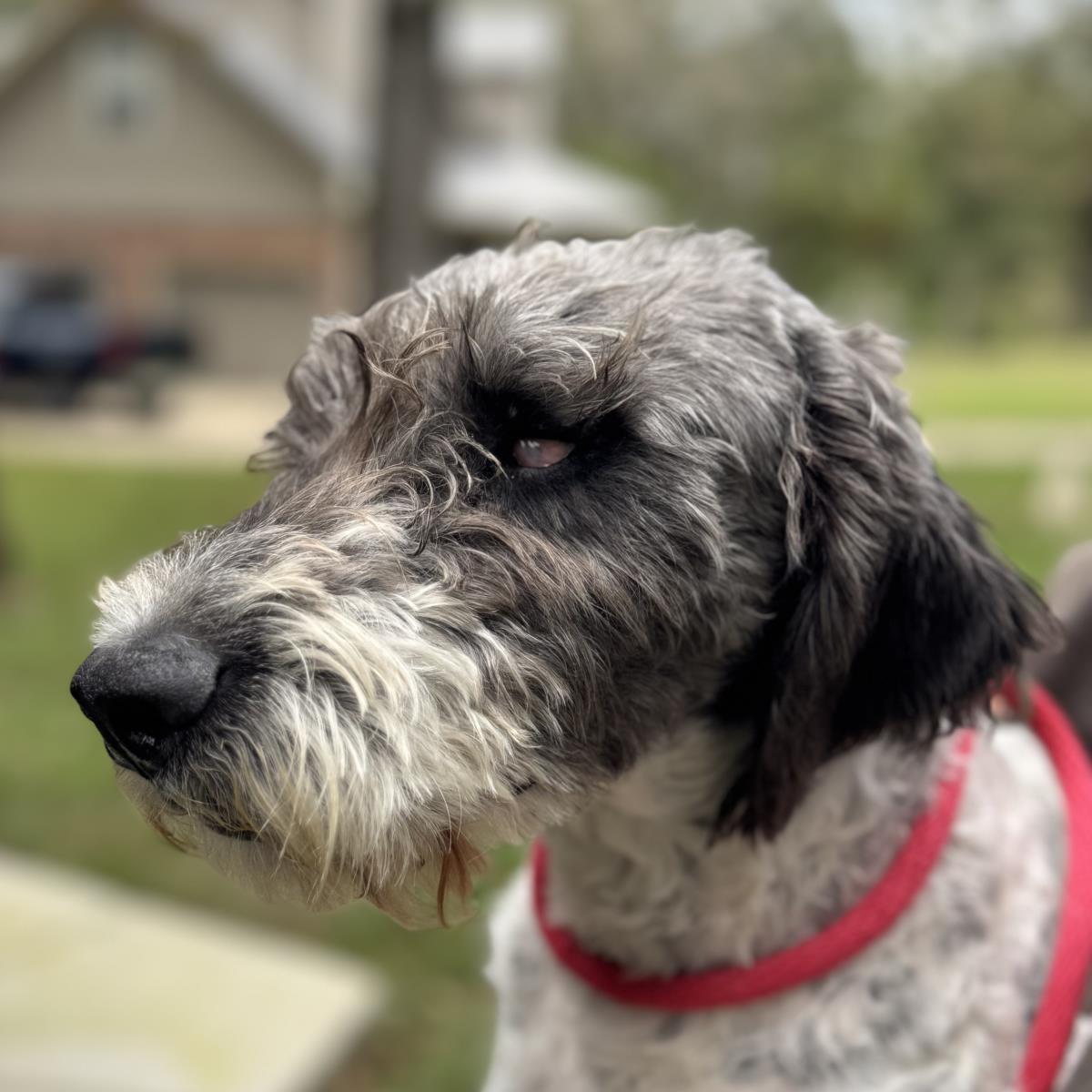 Shakeria, an adoptable Schnauzer, Setter in Locust Fork, AL, 35097 | Photo Image 1