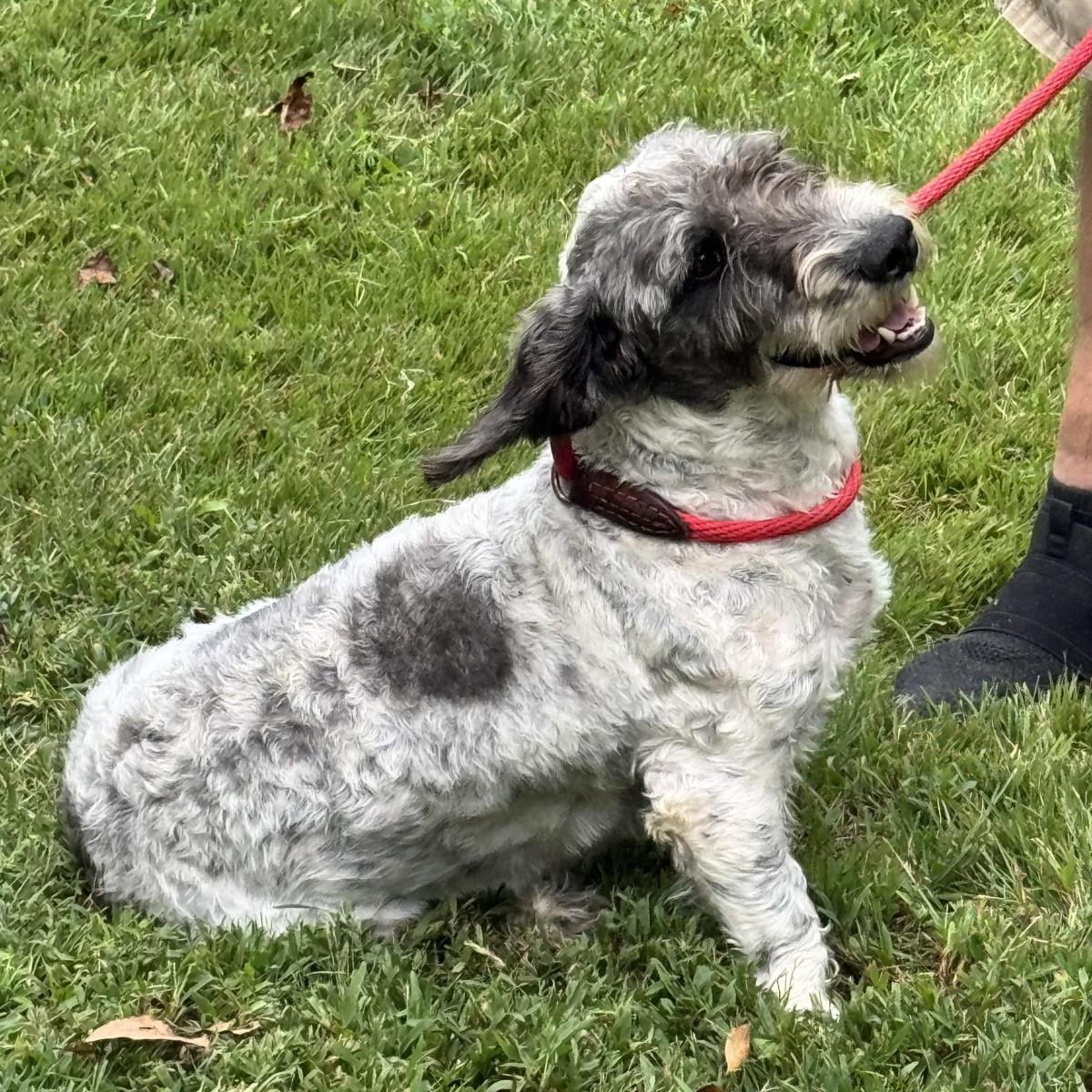 Shakeria, an adoptable Schnauzer, Setter in Locust Fork, AL, 35097 | Photo Image 2