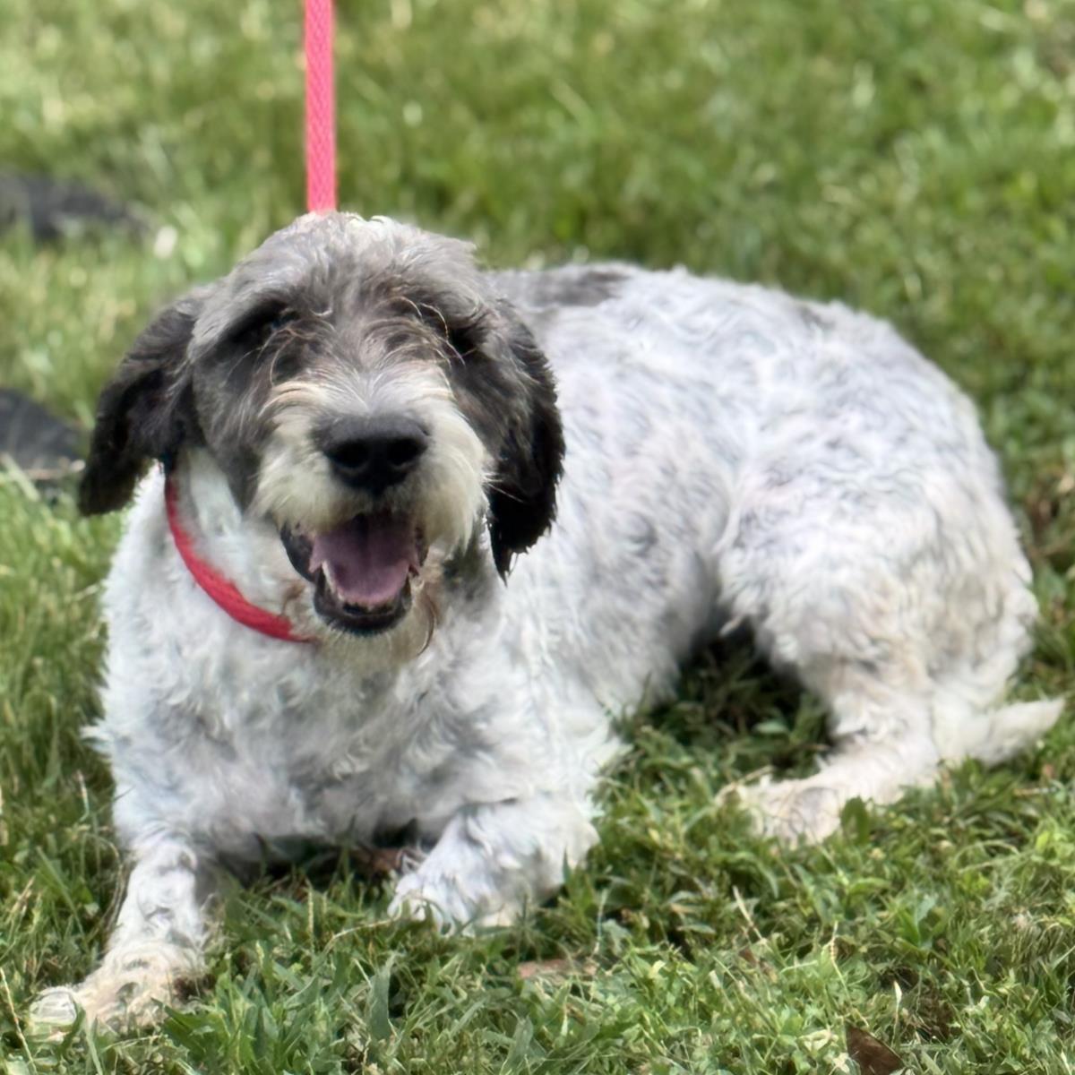 Shakeria, an adoptable Schnauzer, Setter in Locust Fork, AL, 35097 | Photo Image 3