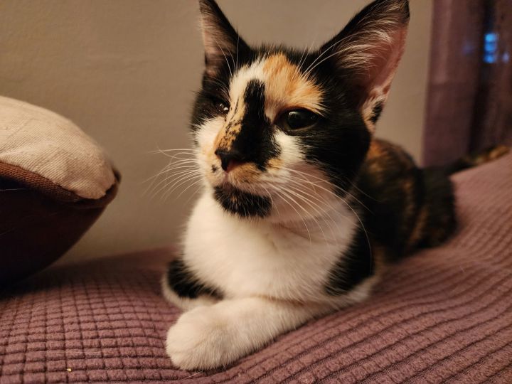 Razin (FCID# 09/17/2025 - 43 West Chester PS) C 4