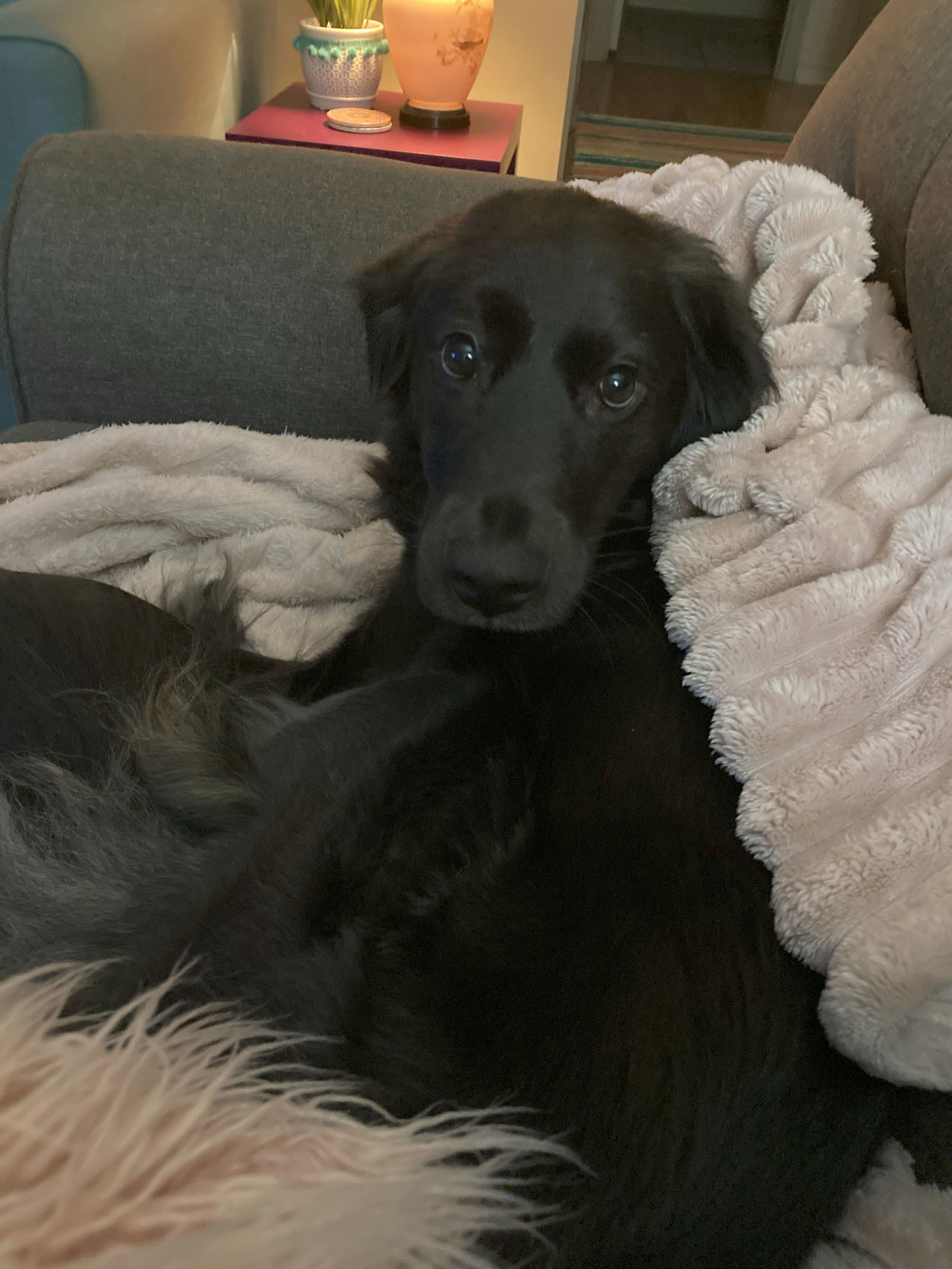 Winona/Mocha