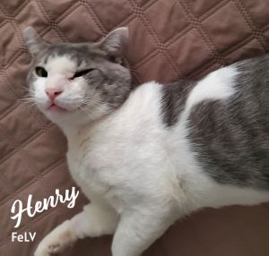 Henry #rags-to-riches