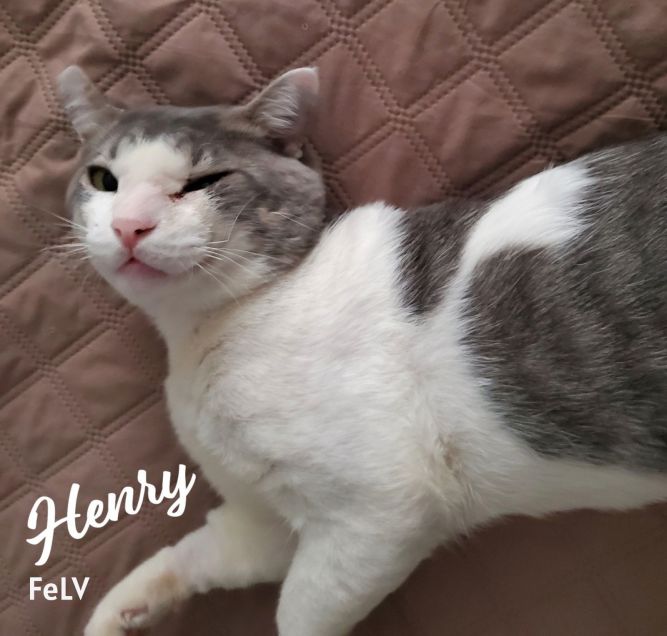 Henry #rags-to-riches