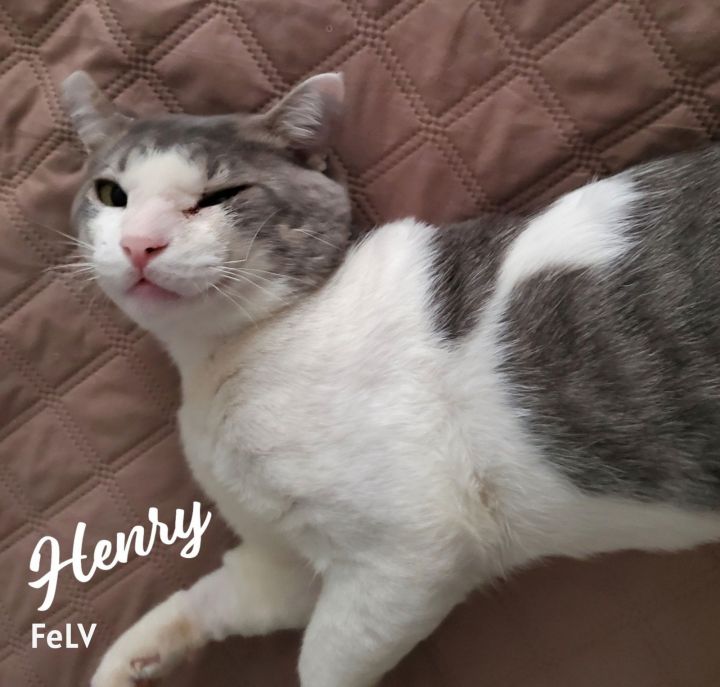 Henry #rags-to-riches 1