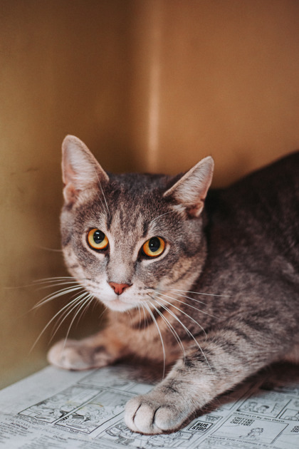 A Mr. Gibbs thumbnail 3