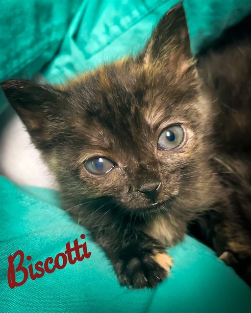 BISCOTTI
