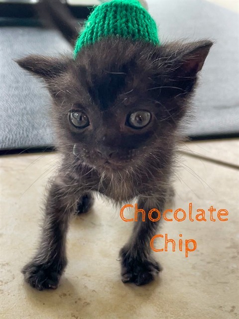 CHOCOLATE CHIP