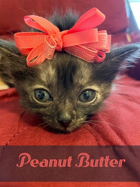 PEANUT BUTTER
