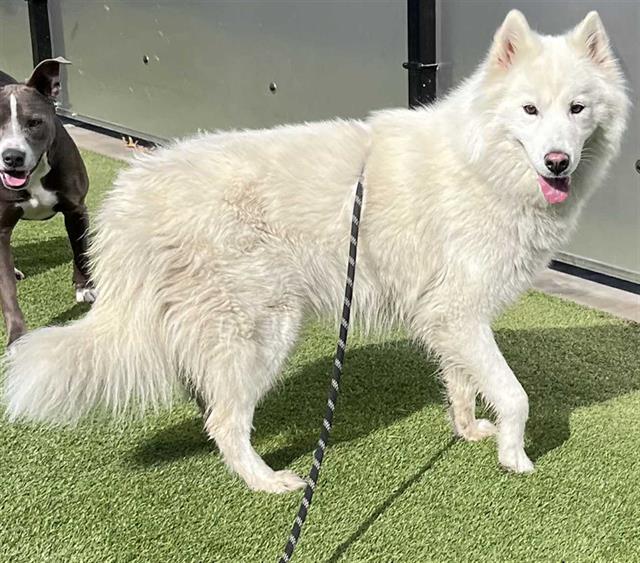 CLOUD, an adoptable Samoyed in Stockton, CA, 95206 | Photo Image 1