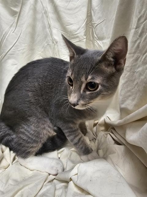 ZIM