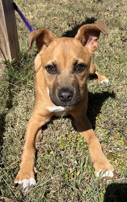 Fruit Bat- IN FOSTER 1