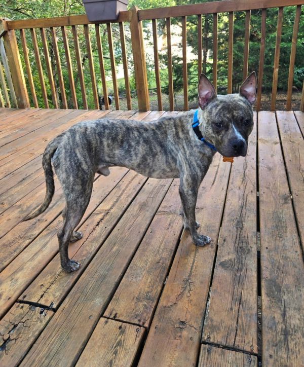 Quadruped thumbnail 2